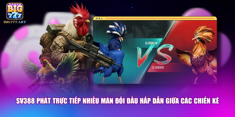 SV388 phát trực tiếp nhiều màn đối đầu hấp dẫn giữa các chiến kê